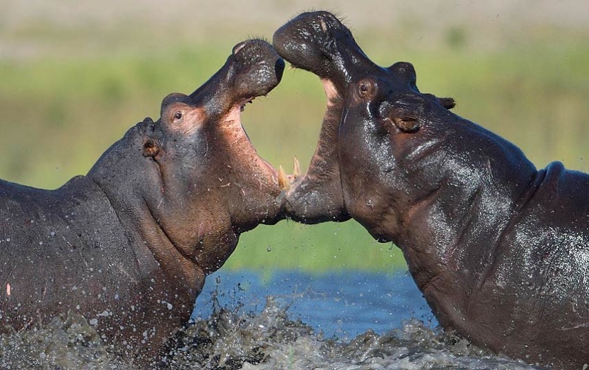 Cặp hà mã tức giận đối đầu nhau tại Kasane, Botswana. Chúng dùng bộ hàm khổng lồ vật lộn, cắn xé đối phương, khiến khúc sông hỗn loạn.